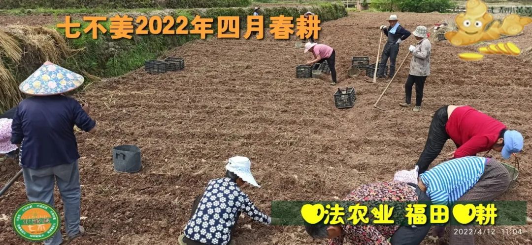 明安农业五月种七不水稻了。六月端午别忘吃粽子。买糯米要七不种植的...自然生态超越有机！七不姜优惠发劵