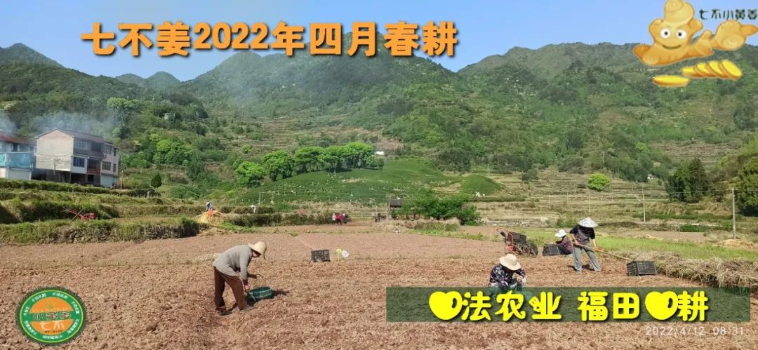 明安农业五月种七不水稻了。六月端午别忘吃粽子。买糯米要七不种植的...自然生态超越有机！七不姜优惠发劵