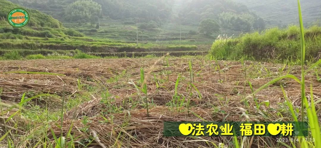 (●'◡'●)6月庆祝春播春种顺利完成！ 姜膏姜油 端午糯米 会员积分换购特惠 ，2023预售大米 会员折上折 6.18折