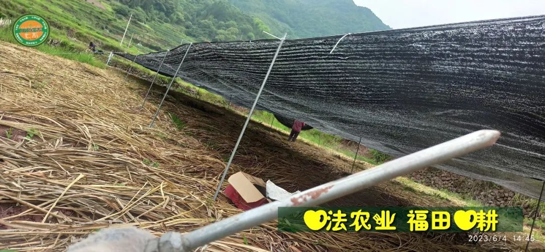 (●'◡'●)6月庆祝春播春种顺利完成！ 姜膏姜油 端午糯米 会员积分换购特惠 ，2023预售大米 会员折上折 6.18折