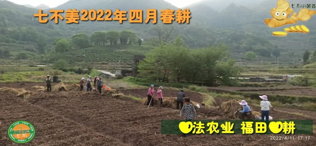 明安农业五月种七不水稻了。六月端午别忘吃粽子。买糯米要七不种植的...自然生态超越有机！七不姜优惠发劵