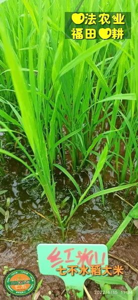 预定有礼-订购大米送生姜。2022年秋收浙江仙居新米⑤红籼米④黑米⑨勇优12粳米⑥糯米⑩香米华优18籼米 ⑾嘉丰优2号籼米 预定有礼-订购大米送生姜。2022年秋收浙江仙居新米⑤红籼米④黑米⑨勇优12粳米⑥糯米⑩香米华优18籼米 ⑾嘉丰优2号籼米