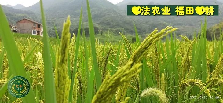 预定有礼-订购大米送生姜。2022年秋收浙江仙居新米⑤红籼米④黑米⑨勇优12粳米⑥糯米⑩香米华优18籼米 ⑾嘉丰优2号籼米 预定有礼-订购大米送生姜。2022年秋收浙江仙居新米⑤红籼米④黑米⑨勇优12粳米⑥糯米⑩香米华优18籼米 ⑾嘉丰优2号籼米