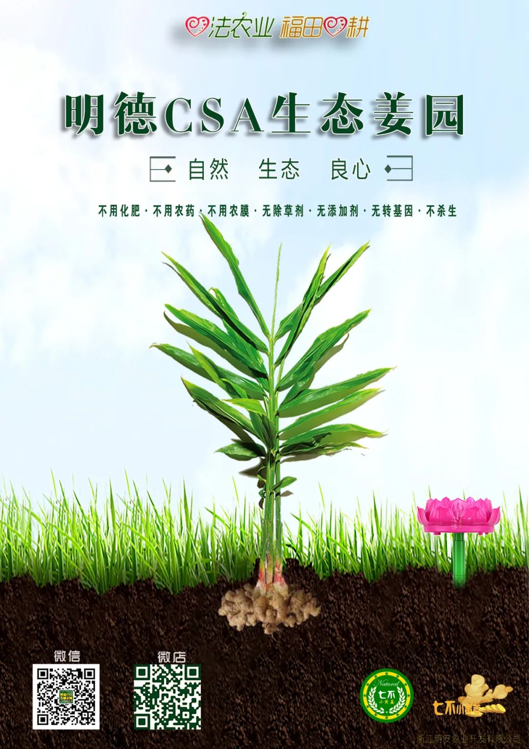 全民防疫 抗病毒增强体质免疫力！如何熬煮七不干姜甘草汤？ 即甘草干姜汤，原始点处理感冒发烧和新冠病毒患者分享-七不姜送温暖
