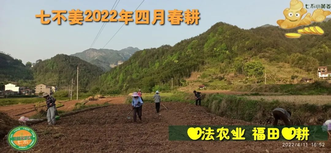 明安农业五月种七不水稻了。六月端午别忘吃粽子。买糯米要七不种植的...自然生态超越有机！七不姜优惠发劵