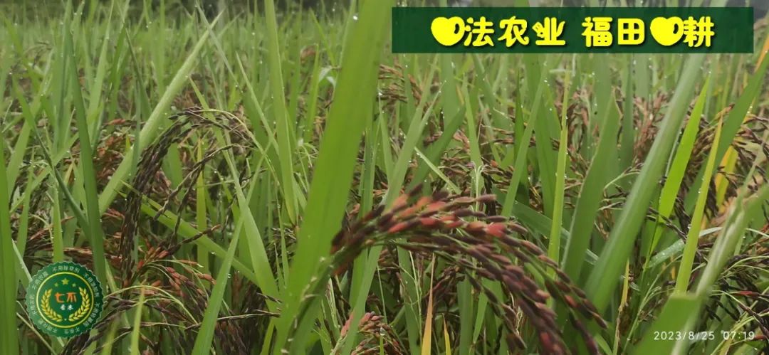 加入我们的七不姜养生微信群，专享2023年丰收节庆亚运优惠券！ 满30元，即可立减10元！仅2天。