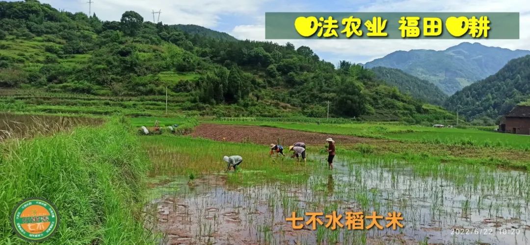 预定有礼-订购大米送生姜。2022年秋收浙江仙居新米⑤红籼米④黑米⑨勇优12粳米⑥糯米⑩香米华优18籼米 ⑾嘉丰优2号籼米 预定有礼-订购大米送生姜。2022年秋收浙江仙居新米⑤红籼米④黑米⑨勇优12粳米⑥糯米⑩香米华优18籼米 ⑾嘉丰优2号籼米