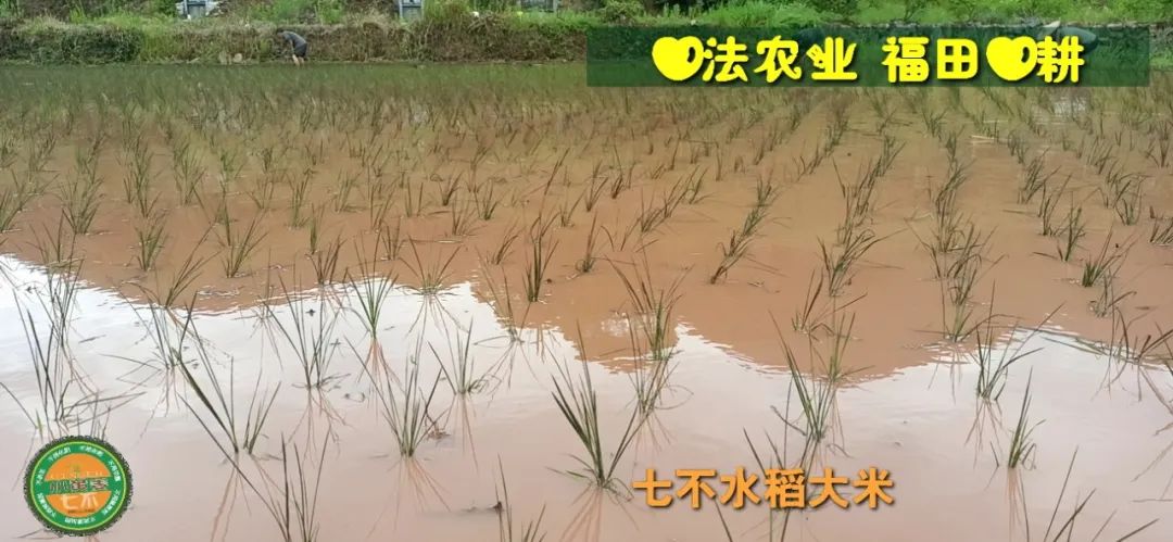 预定有礼-订购大米送生姜。2022年秋收浙江仙居新米⑤红籼米④黑米⑨勇优12粳米⑥糯米⑩香米华优18籼米 ⑾嘉丰优2号籼米 预定有礼-订购大米送生姜。2022年秋收浙江仙居新米⑤红籼米④黑米⑨勇优12粳米⑥糯米⑩香米华优18籼米 ⑾嘉丰优2号籼米