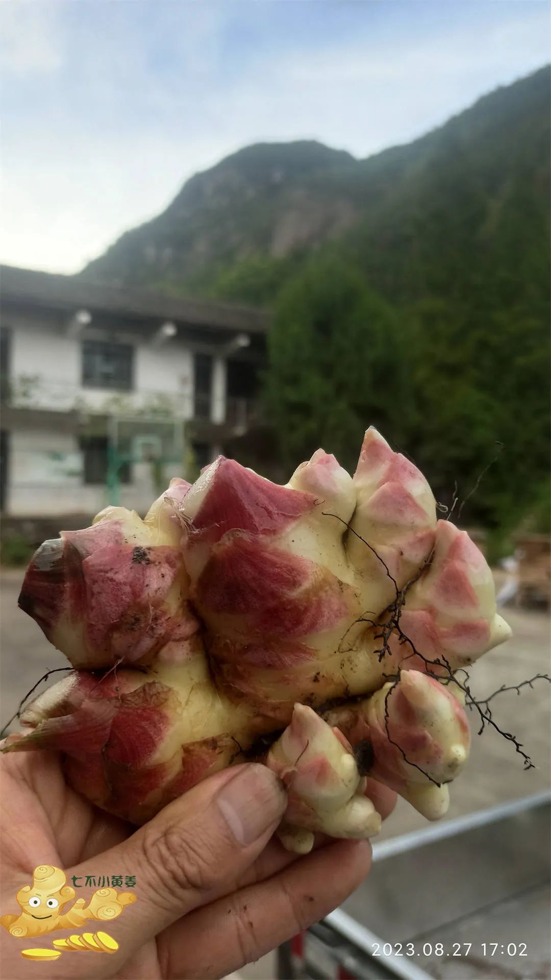 周末特惠限时 姜膏 姜油 姜茶油 及介绍 2023年9月