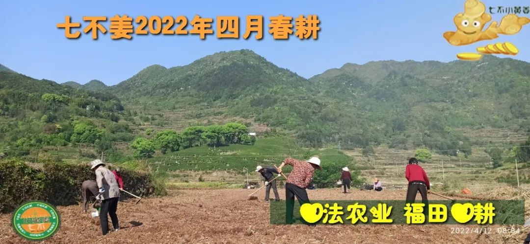明安农业五月种七不水稻了。六月端午别忘吃粽子。买糯米要七不种植的...自然生态超越有机！七不姜优惠发劵