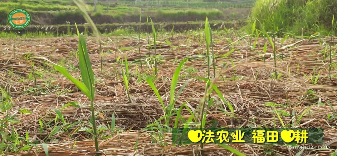 (●'◡'●)6月庆祝春播春种顺利完成！ 姜膏姜油 端午糯米 会员积分换购特惠 ，2023预售大米 会员折上折 6.18折