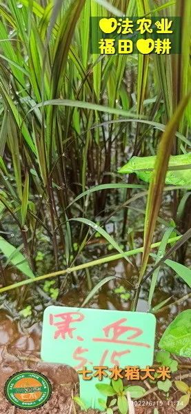 预定有礼-订购大米送生姜。2022年秋收浙江仙居新米⑤红籼米④黑米⑨勇优12粳米⑥糯米⑩香米华优18籼米 ⑾嘉丰优2号籼米 预定有礼-订购大米送生姜。2022年秋收浙江仙居新米⑤红籼米④黑米⑨勇优12粳米⑥糯米⑩香米华优18籼米 ⑾嘉丰优2号籼米