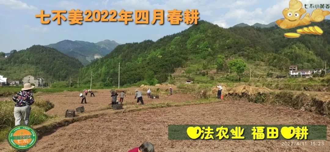 明安农业五月种七不水稻了。六月端午别忘吃粽子。买糯米要七不种植的...自然生态超越有机！七不姜优惠发劵