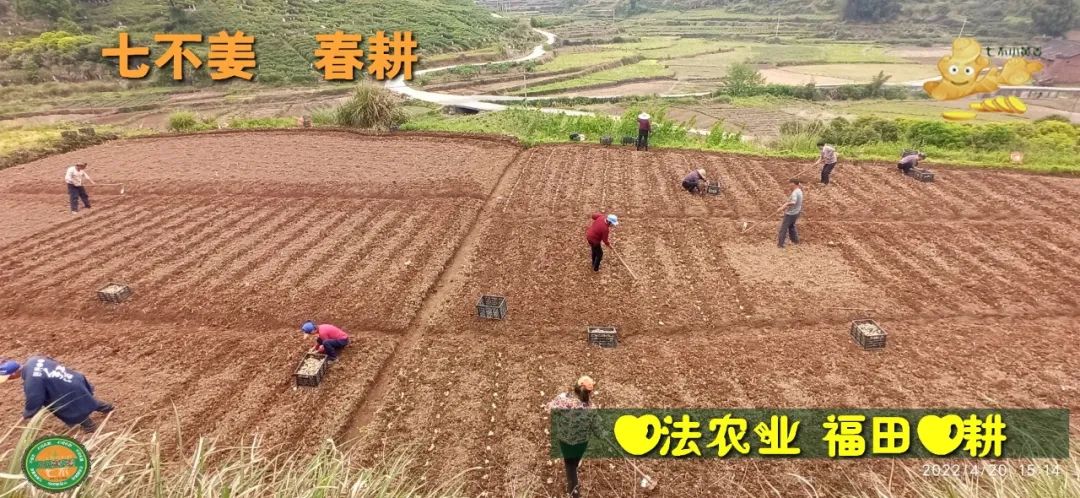 明安农业五月种七不水稻了。六月端午别忘吃粽子。买糯米要七不种植的...自然生态超越有机！七不姜优惠发劵