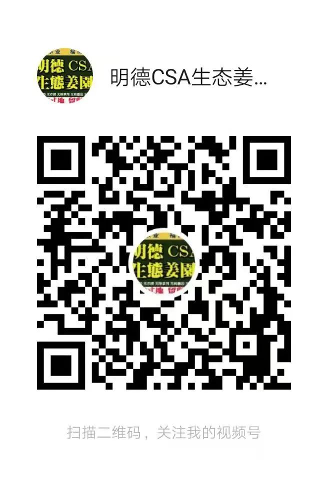 明安农业五月种七不水稻了。六月端午别忘吃粽子。买糯米要七不种植的...自然生态超越有机！七不姜优惠发劵