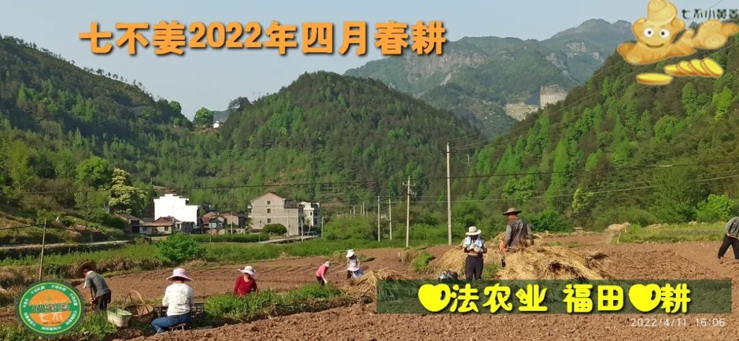 明安农业五月种七不水稻了。六月端午别忘吃粽子。买糯米要七不种植的...自然生态超越有机！七不姜优惠发劵