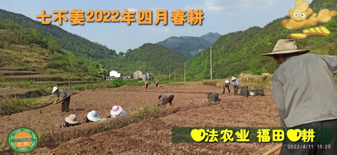 明安农业五月种七不水稻了。六月端午别忘吃粽子。买糯米要七不种植的...自然生态超越有机！七不姜优惠发劵