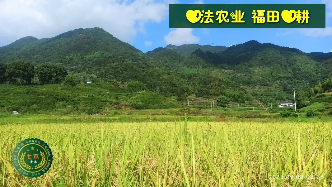 中秋国庆 七不姜赞歌-浙江仙居 七不小黄姜 鲜嫩姜 新鲜 上市现采现发；秋收水稻大米预售特惠 送七不自酿会员定制白酒中秋赠品