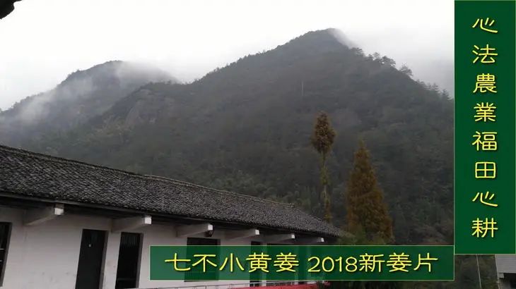 2022年小黄姜春耕开播 姜片姜粉姜丸防疫 安家必备大特惠