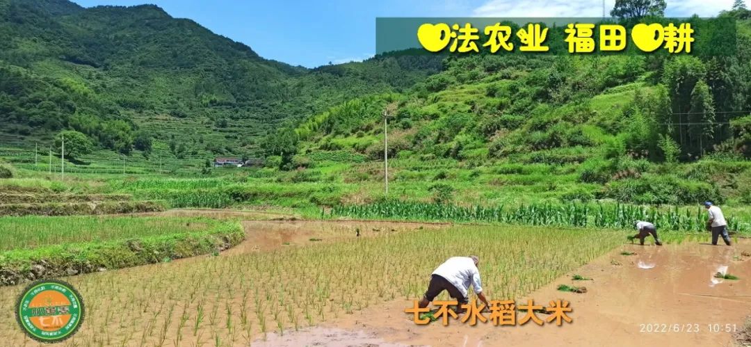 预定有礼-订购大米送生姜。2022年秋收浙江仙居新米⑤红籼米④黑米⑨勇优12粳米⑥糯米⑩香米华优18籼米 ⑾嘉丰优2号籼米 预定有礼-订购大米送生姜。2022年秋收浙江仙居新米⑤红籼米④黑米⑨勇优12粳米⑥糯米⑩香米华优18籼米 ⑾嘉丰优2号籼米
