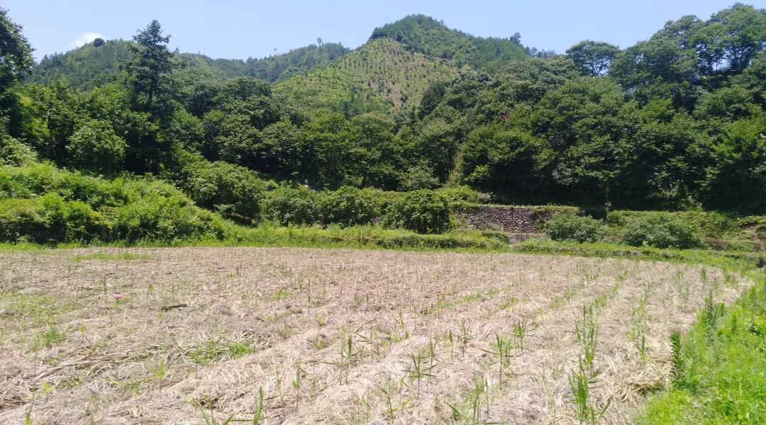 (●'◡'●)6月庆祝春播春种顺利完成！ 姜膏姜油 端午糯米 会员积分换购特惠 ，2023预售大米 会员折上折 6.18折