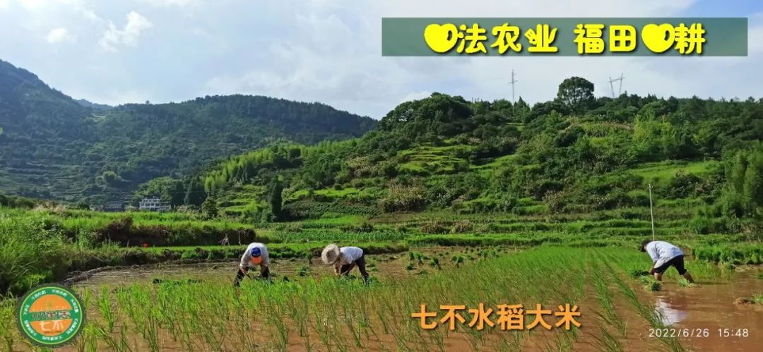 预定有礼-订购大米送生姜。2022年秋收浙江仙居新米⑤红籼米④黑米⑨勇优12粳米⑥糯米⑩香米华优18籼米 ⑾嘉丰优2号籼米 预定有礼-订购大米送生姜。2022年秋收浙江仙居新米⑤红籼米④黑米⑨勇优12粳米⑥糯米⑩香米华优18籼米 ⑾嘉丰优2号籼米
